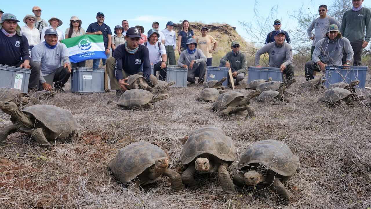 Liberan 158 tortugas gigantes en peligro de extinción en las Islas Galápagos, donde estuvieron extintas durante 180 años.