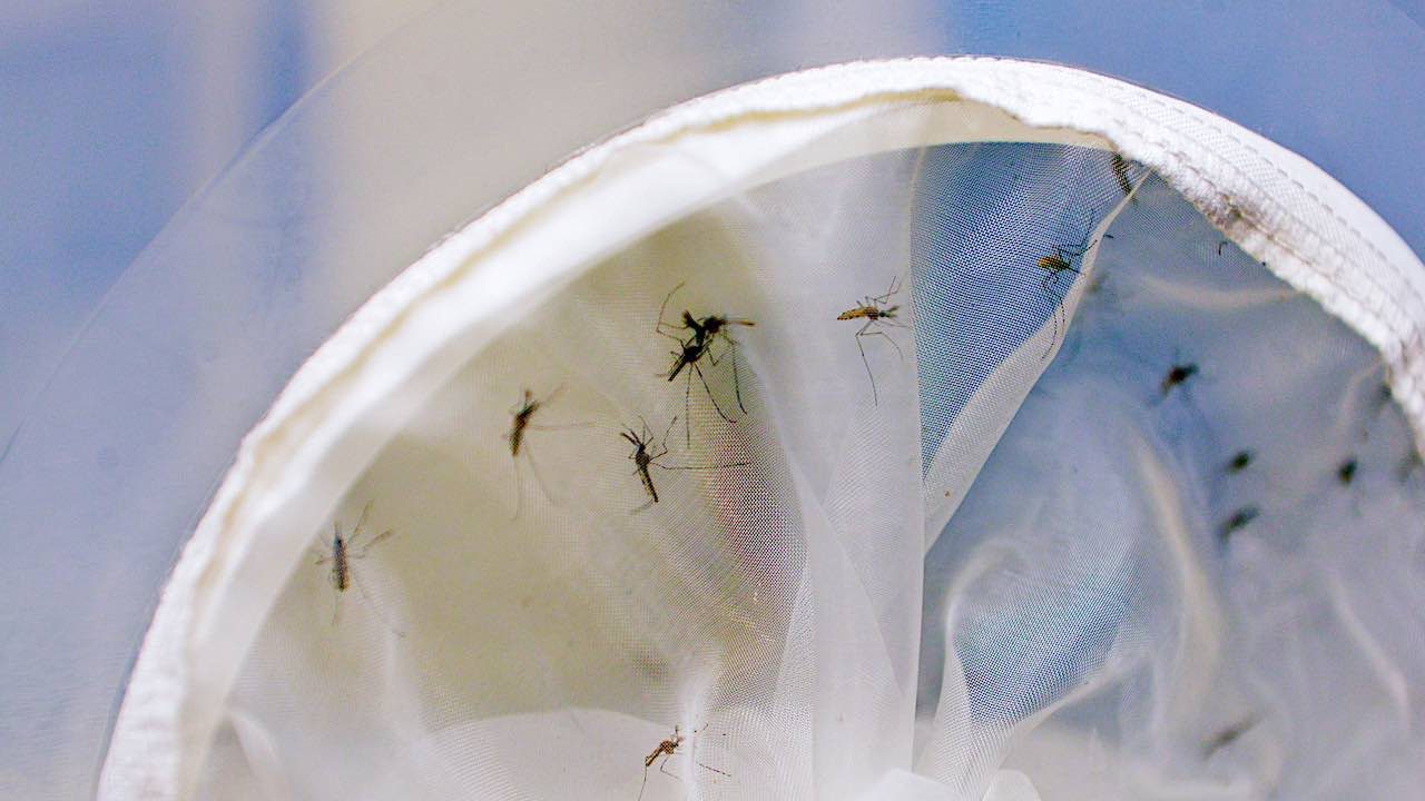 Infectar mosquitos con bacterias naturales redujo el riesgo de dengue en un 70% en un experimento realizado en toda la ciudad