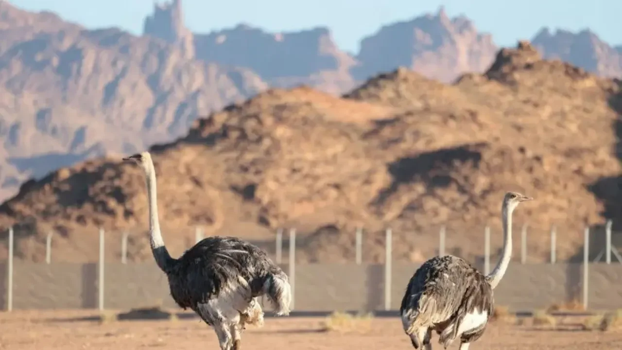 Las avestruces vuelven al desierto saudí tras 100 años de ausencia