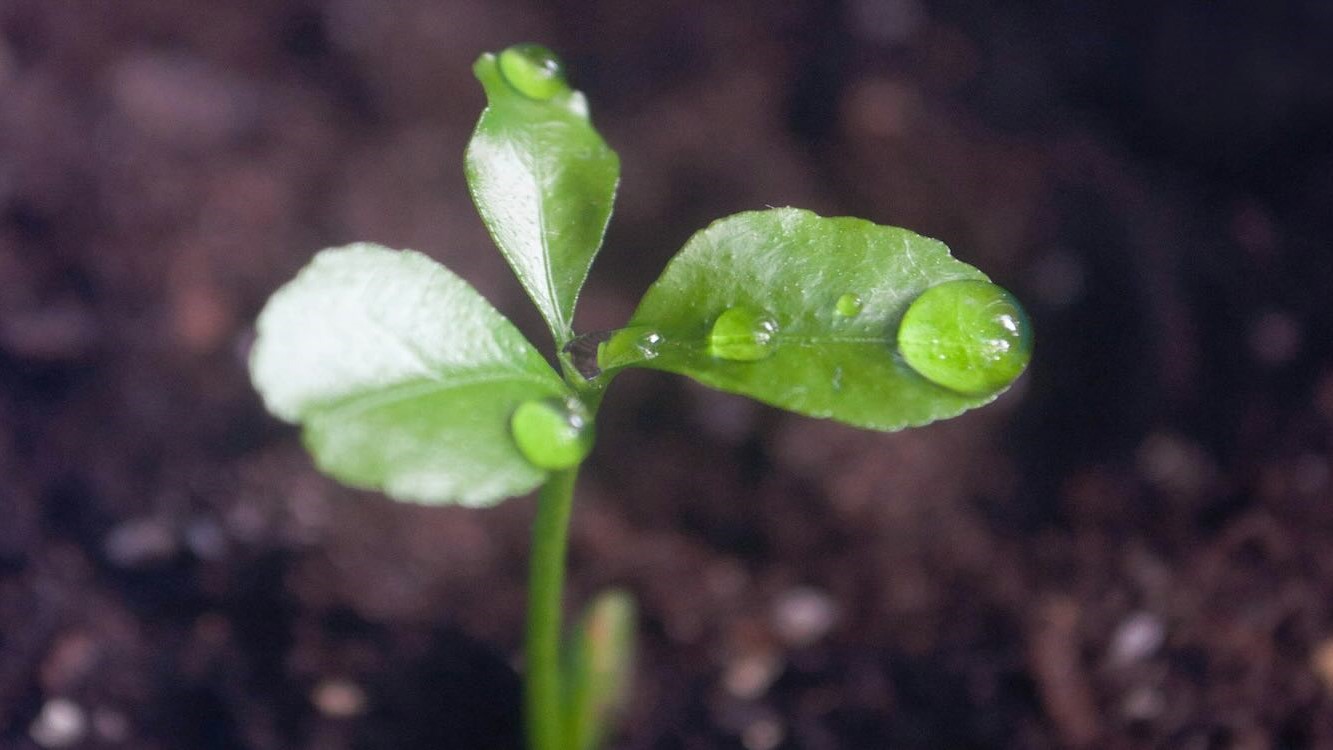 Un estudio del MIT revela que las semillas pueden «escuchar» la lluvia, y que las ondas sonoras hacen que crezcan más rápido.