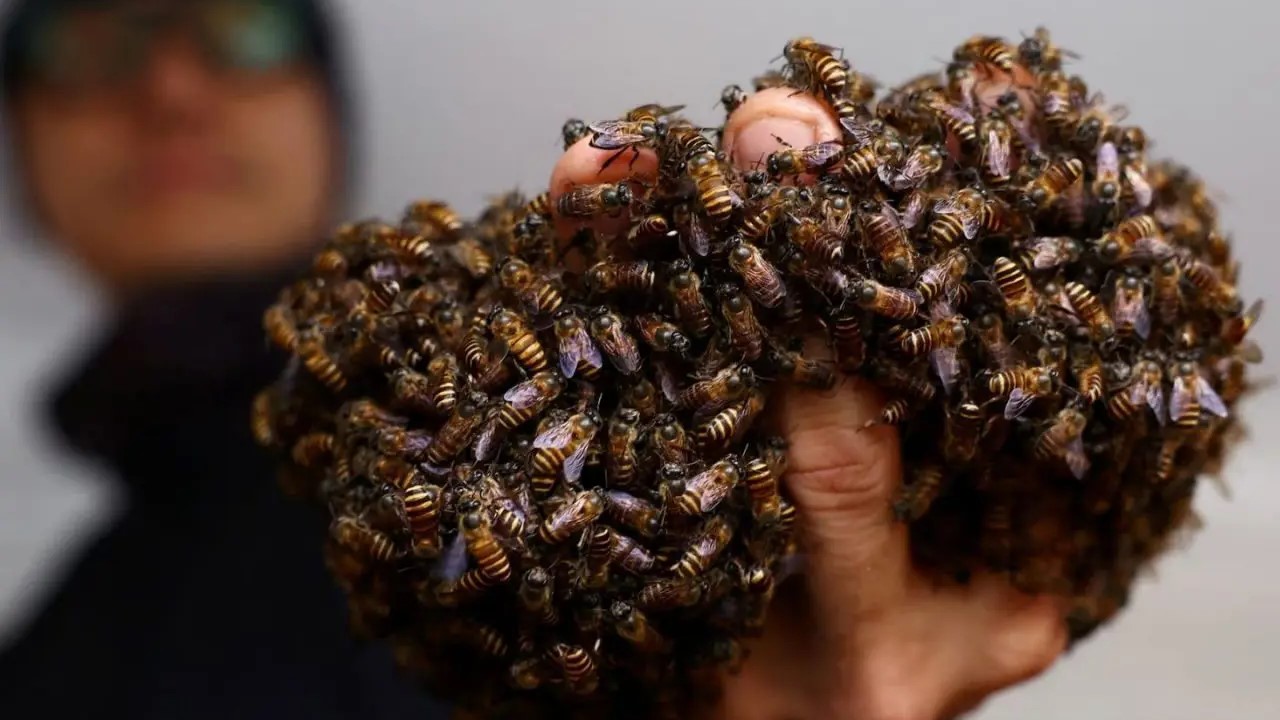 Un rescatador de abejas ha salvado ya 6 millones de insectos en Singapur