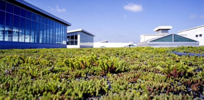 Un «techo verde» crece sobre la fábrica más grande de Ford, ahorrando energía y favoreciendo la población de aves.
